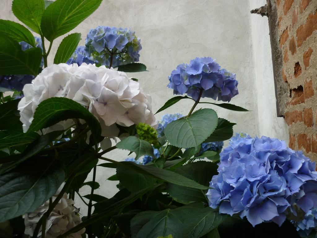 Bed & Breakfast L'adele Bed & Breakfast Occimiano
